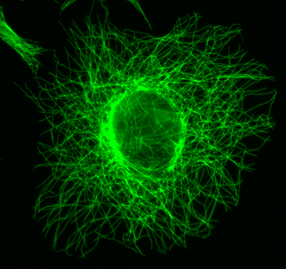 microtubules in a A549 cell